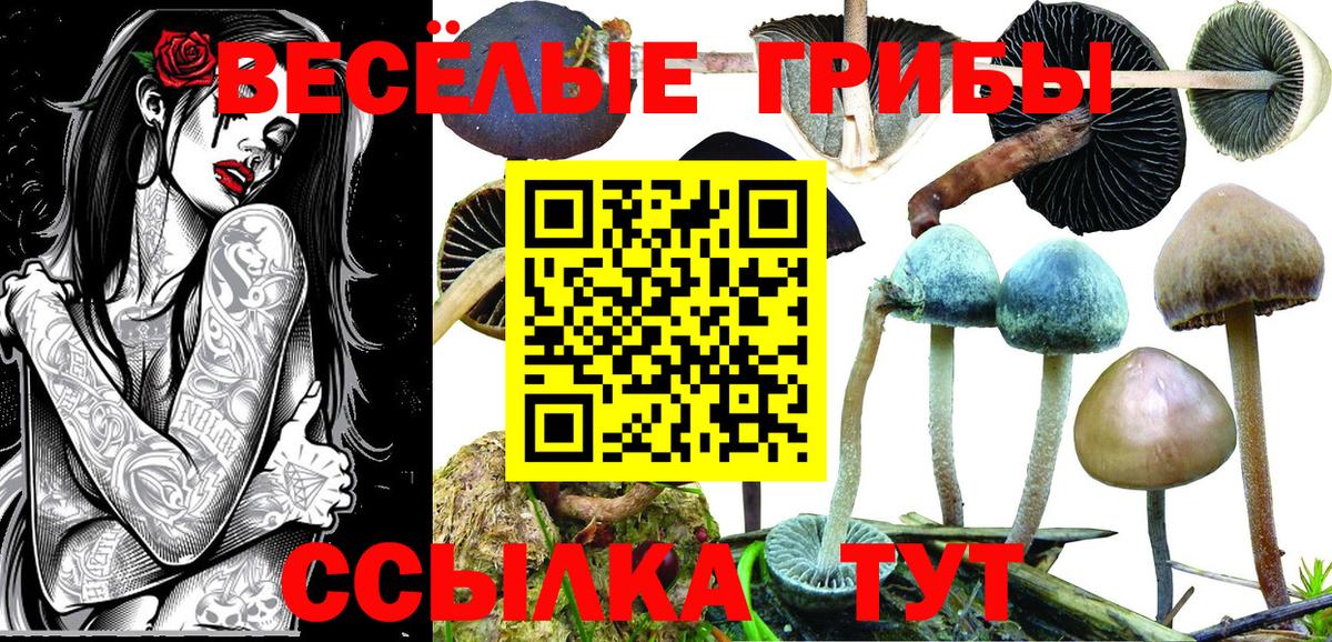 Галлюциногенные грибы Psilocybine cubensis  Вход с VPN  Галлюциногенные грибы Cubensis  Борисоглебск 